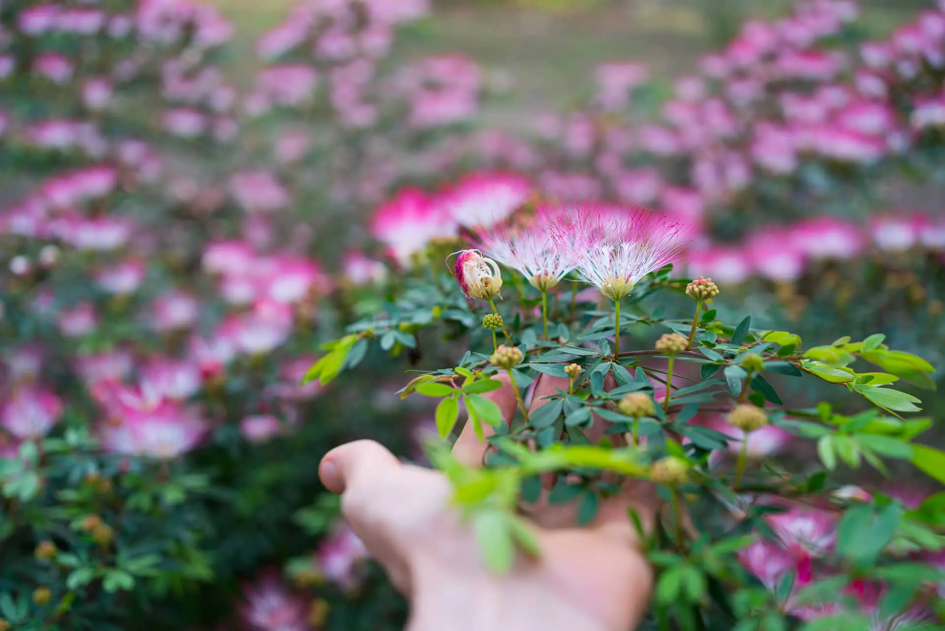Bobinsana plant held by hand in the context of a master plant dieta