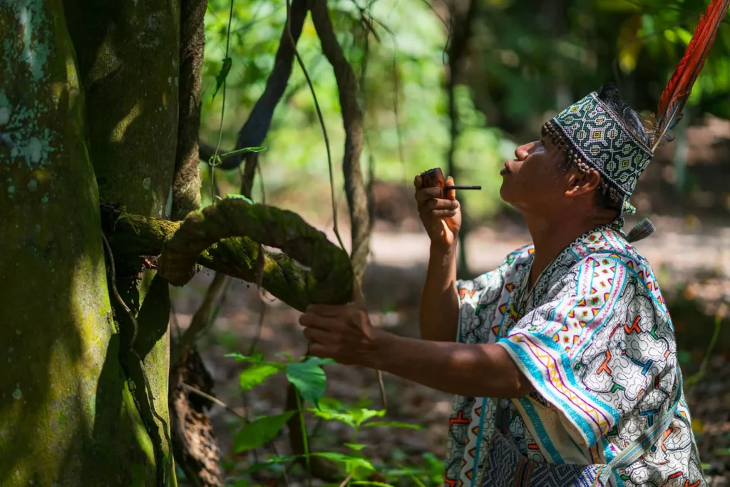 Maestro Pervis blowing mapacho to an ayahuasca plant
