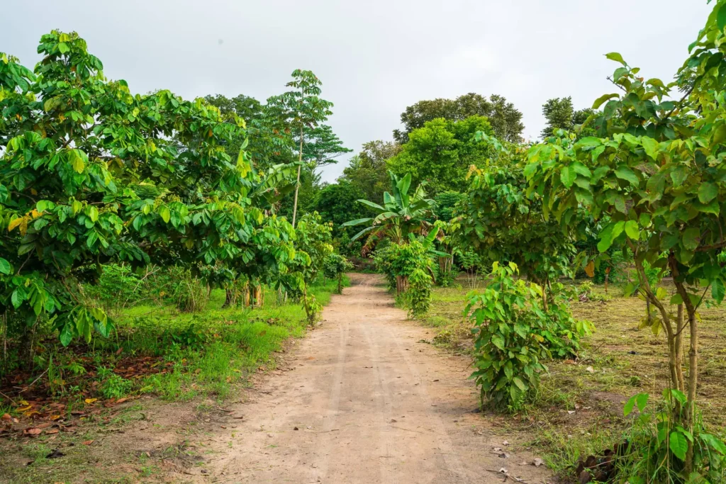 Mokapari Nete, a small Shipibo family-run center near Pucallpa, Peru