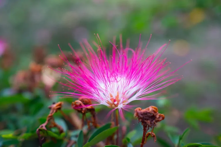 What a master plant dieta looks like in a grounded Shipibo healing context